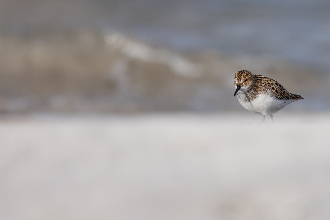 Little Stint, Ekkeroy, Norway, June 2023.