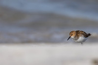 Little Stint, Ekkeroy, Norway, June 2023