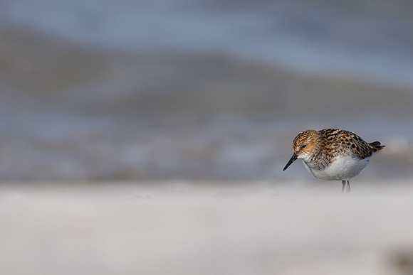 Little Stint, Ekkeroy, Norway, June 2023