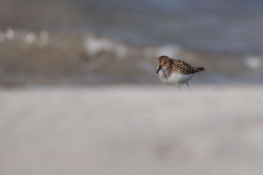 Little Stint, Ekkeroy, Norway, June 2023