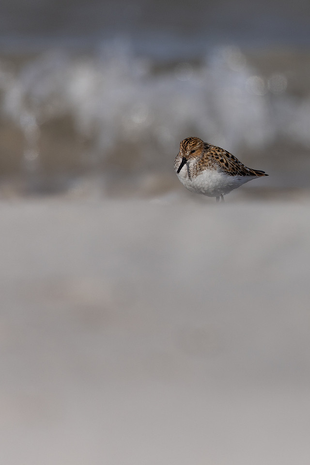 Little Stint, Ekkeroy, Norway, June 2023