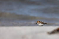 Little Stint, Ekkeroy, Norway, June 2023