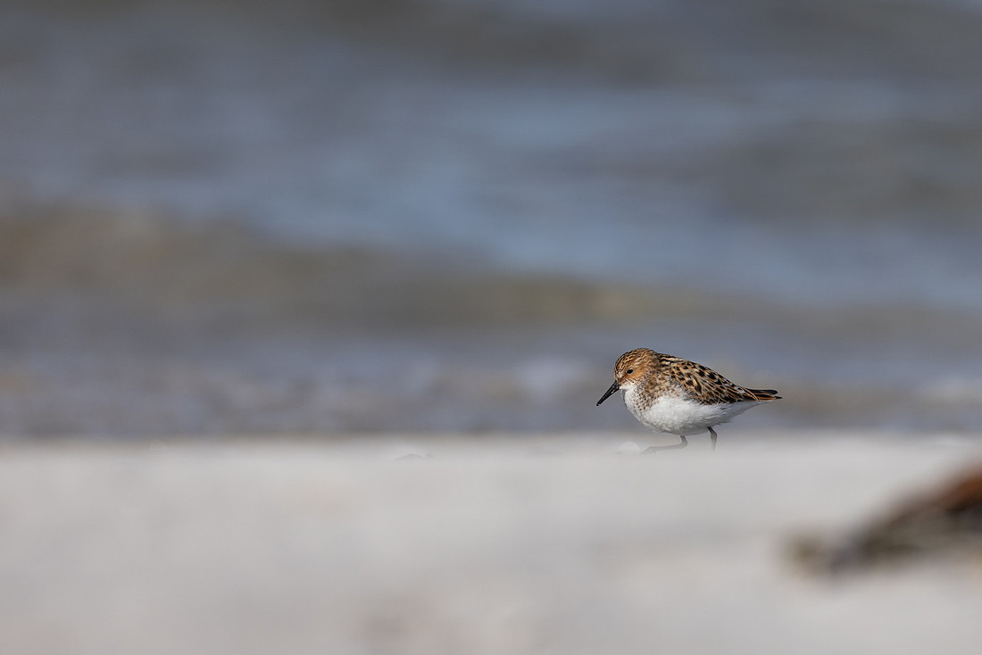 Little Stint, Ekkeroy, Norway, June 2023