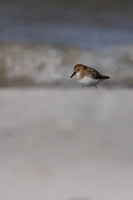 Little Stint, Ekkeroy, Norway, June 2023