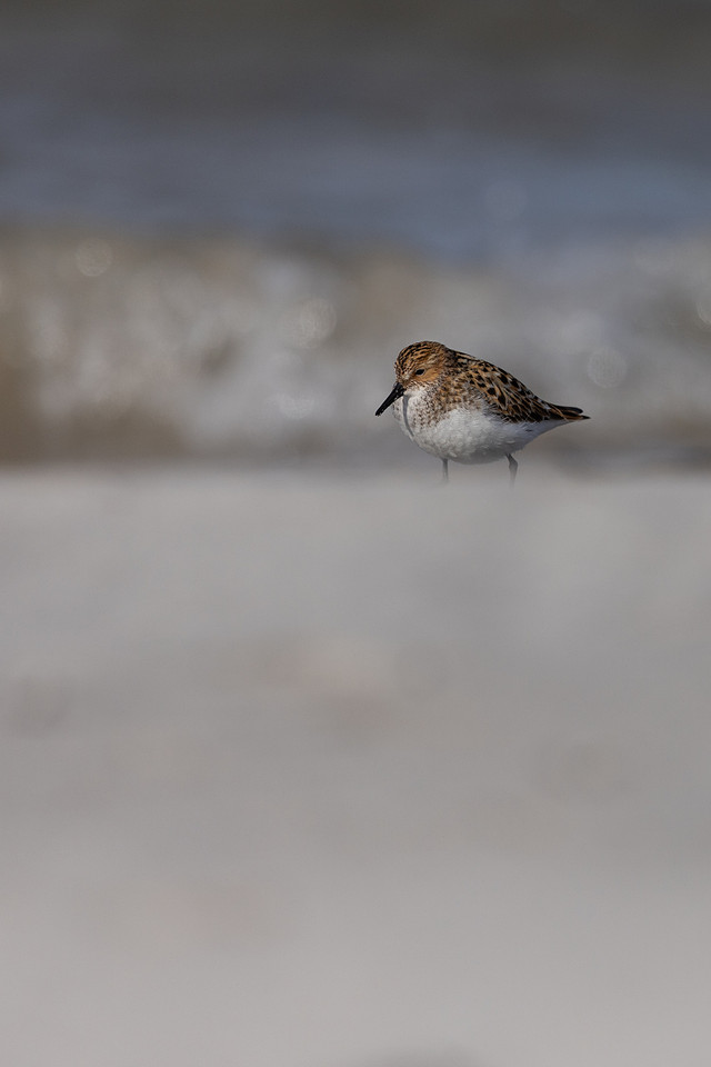 Little Stint, Ekkeroy, Norway, June 2023