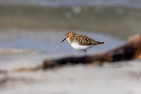 Little Stint, Ekkeroy, Norway, June 2023