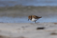 Little Stint, Ekkeroy, Norway, June 2023
