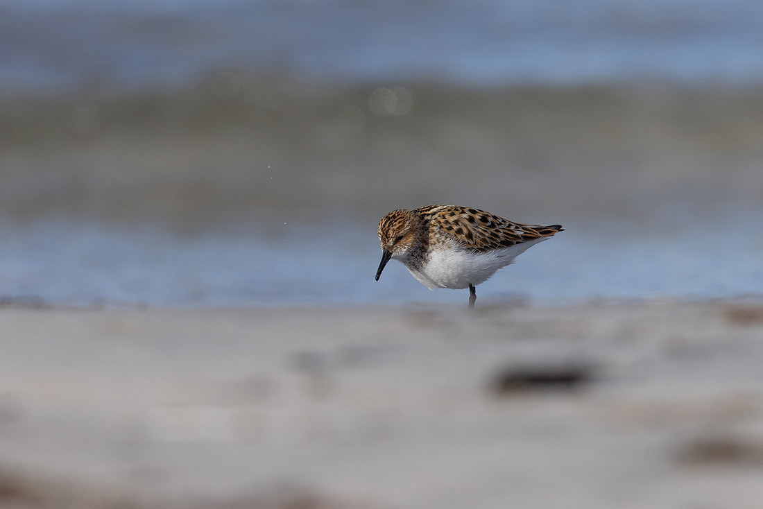 Little Stint, Ekkeroy, Norway, June 2023