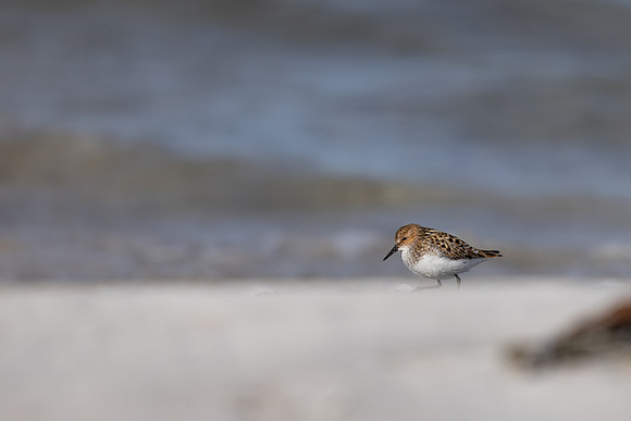Little Stint, Ekkeroy, Norway, June 2023
