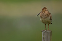 Snipe