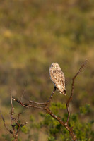 Short-eared Owl, Vardo, Norway, June 2023.