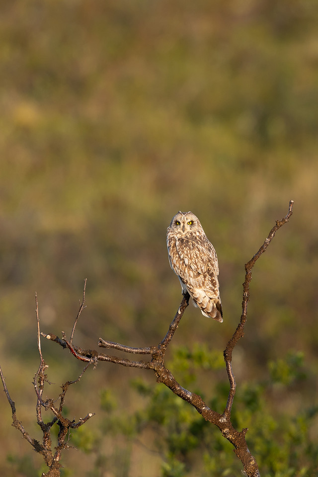 Short-eared Owl, Vardo, Norway, June 2023.
