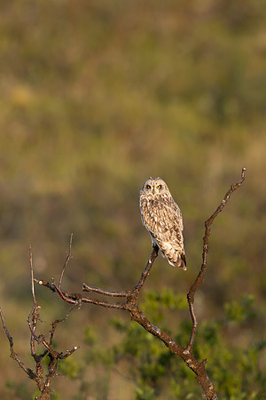 Short-eared Owl, Vardo, June 2023