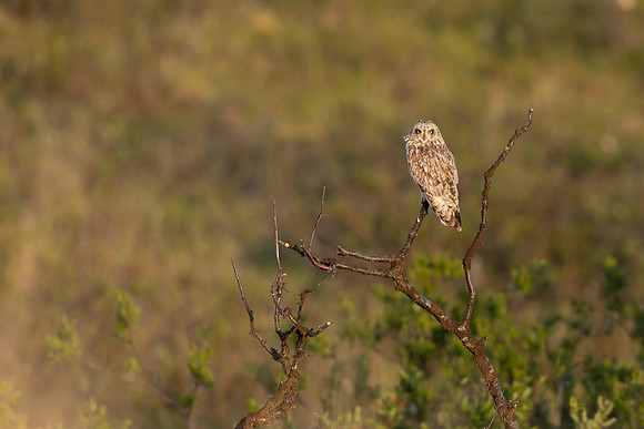 Short-eared Owl, Vardo, June 2023
