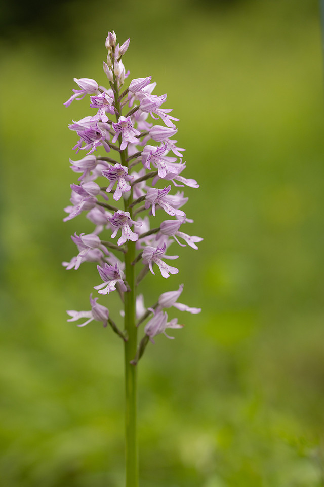 Miltary Orchid, Berkshire, May 2024
