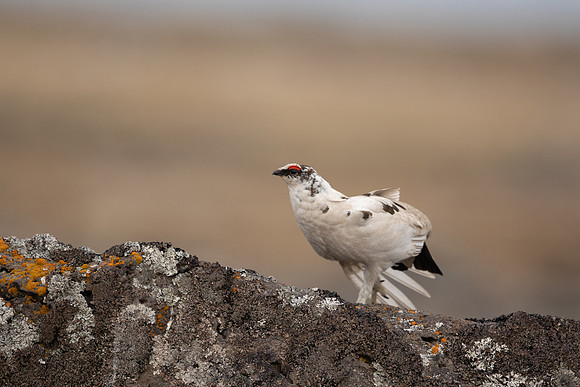 Ptarmigan, Raufarhofn, Iceland, June 2022