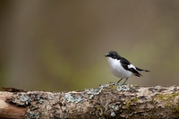 Pied Flycatcher, Forest of Dean, April 2021
