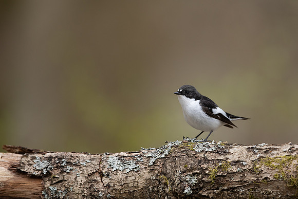 Pied Flycatcher, Forest of Dean, April 2021
