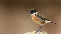 Stonechat, Brean Down, February 2016