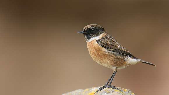 Stonechat, Brean Down, February 2016