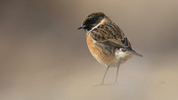 Stonechat, Brean Down, February 2016