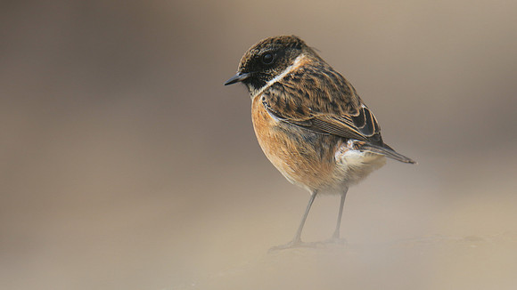 Stonechat, Brean Down, February 2016