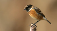 Stonechat, Brean Down, February 2016