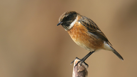 Stonechat, Brean Down, February 2016