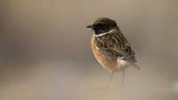 Stonechat, Brean Down, February 2016