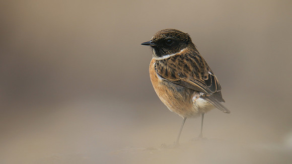 Stonechat, Brean Down, February 2016
