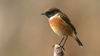 Stonechat, Brean Down, February 2016