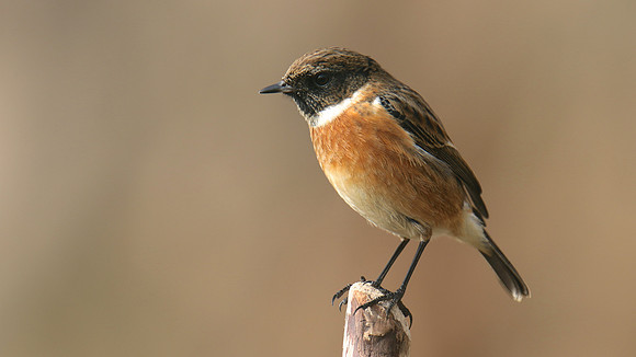 Stonechat, Brean Down, February 2016