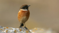 Stonechat, Brean Down, February 2016