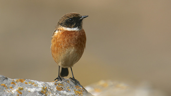 Stonechat, Brean Down, February 2016