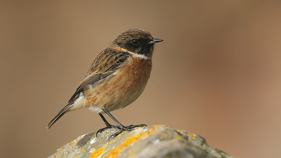 Stonechat, Brean Down, February 2016