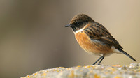 Stonechat, Brean Down, February 2016
