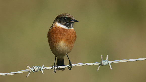 Stonechat, Brean Down, February 2016