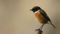 Stonechat, Brean Down, February 2016