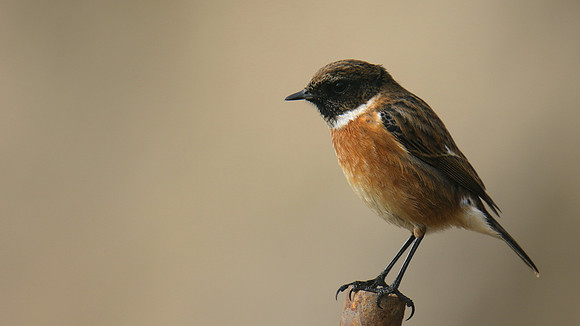 Stonechat, Brean Down, February 2016