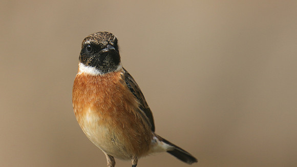 Stonechat, Brean Down, February 2016