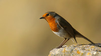Robin, Brean, February 2017