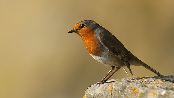Robin, Brean, February 2017