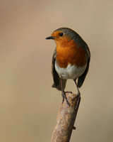 Robin, Brean, February 2017