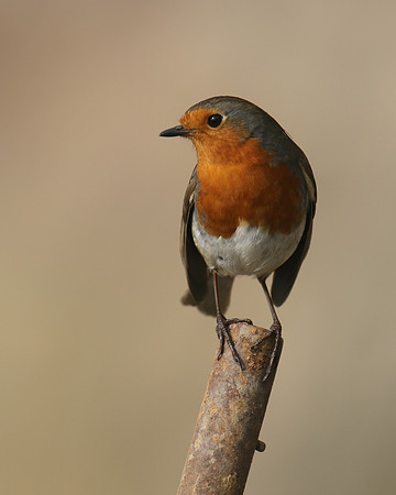 Robin, Brean, February 2017