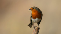 Robin, Brean, February 2017