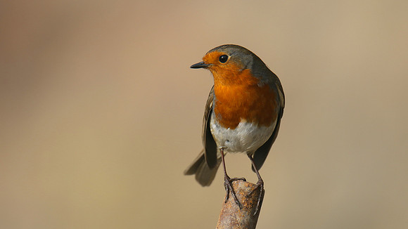 Robin, Brean, February 2017