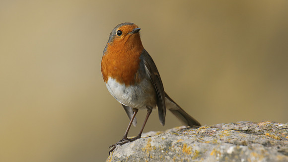 Robin, Brean, February 2017