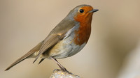 Robin, Brean, February 2017