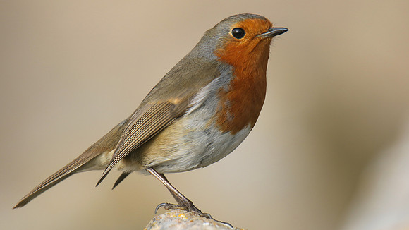 Robin, Brean, February 2017
