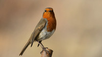 Robin, Brean, February 2017